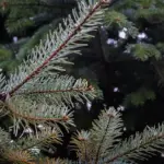 Hvorfor er det vigtigt at have en juletræsfod?